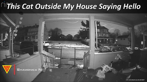 This Cat Outside My House Saying Hello Caught on Ring Camera | Doorbell Camera Video