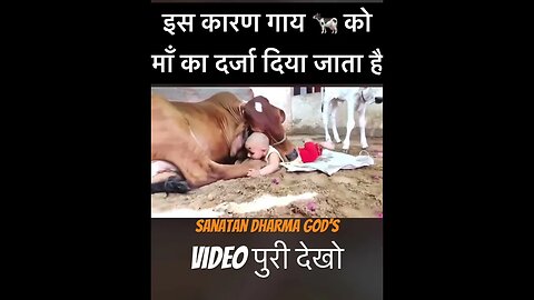 गाय 🐄 माता का अद्भुत प्यार ❤️❤️#cow #sanatan #dharma #viral #shortvideo #shorts #short