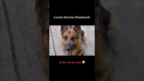3D Effects on my GSD and her boys! #shorts #youtubeshorts #gsd