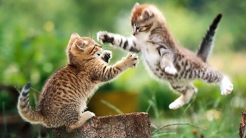 Cats Fighting like two big animal fights #2023 cats fights