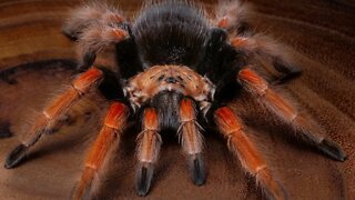 The Mexican Fireleg Tarantula #shorts