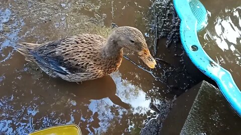 Speckle the Indian Runner duck waiting for her pond so she can look for worms 14th July 2021