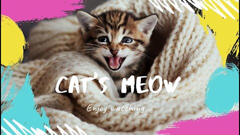 Funny cats meowing