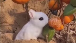 BEST funny animal videos [2024], funniest animals ever!