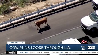 Check This Out: Cow strolls onto Hwy. 210 in Los Angeles