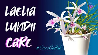 Laelia lundii CARE GUIDE | Self-Watering & leca | Low Humidity | Mediterranean Climate #CareCollab