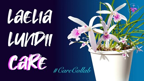 Laelia lundii CARE GUIDE | Self-Watering & leca | Low Humidity | Mediterranean Climate #CareCollab