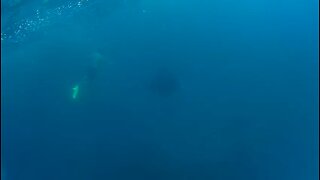 Swimming with giant stingrays in Bali Indonesia