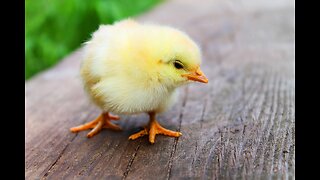 Baby Chicks and Salmonella: Tyler’s Story