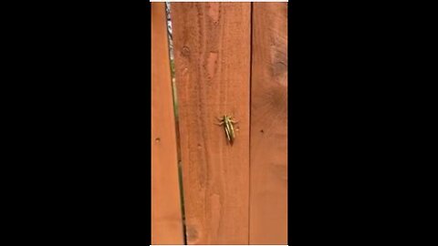 Huge grasshopper on a fence