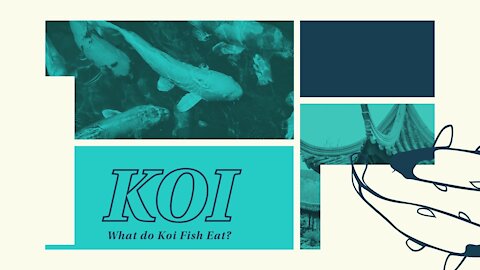 What do Koi Fish Eat ~ Koi Food Treats What Treats I Feed My Koi