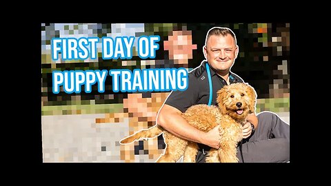 How to Train Puppy | First Day of Training - Goldendoodle | Professional Dog Training