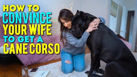 How To Convince Your Wife To Get a Cane Corso