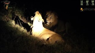 WILDlife: Lion Roars After Pairing Quickly