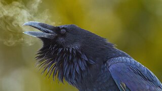 Ravens - Documentary