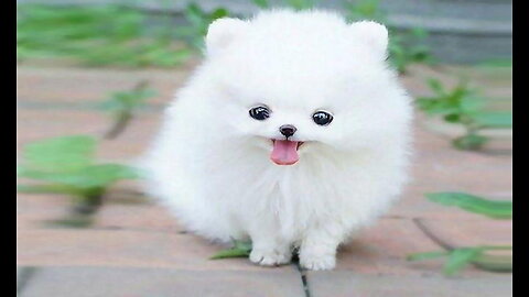 Cute baby dogs dance | Adorable Puppies Showing Off Their Moves | Animal Vised