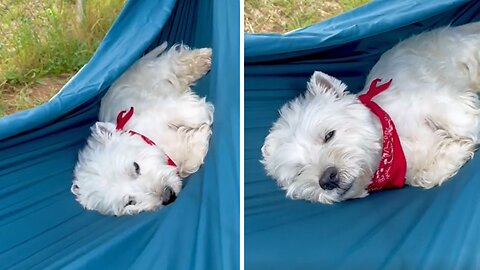 Sleepy Westie Pup Adorable Naps In A Hammock