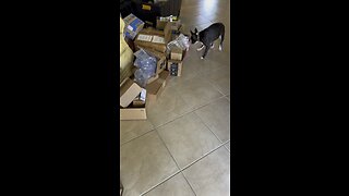 Pets Packing Playtime #Persian #Frenchton #Playtime #4K #DolbyVisionHDR