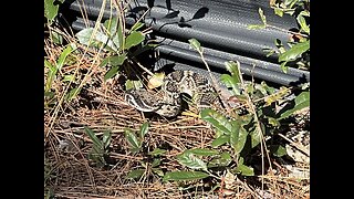 Rattle snake in Fort Pierce Florida.
