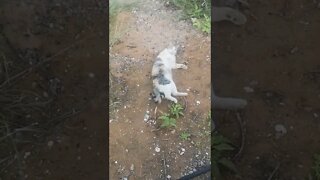 Animal Rescue Video - Stray Cat Relaxing and Playing