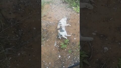 Animal Rescue Video - Stray Cat Relaxing and Playing