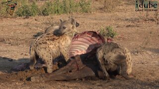 Hyena Clan Feeds On Another Buffalo