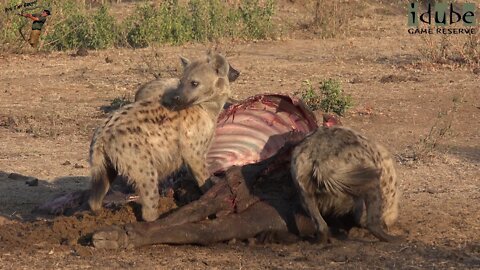 Hyena Clan Feeds On Another Buffalo