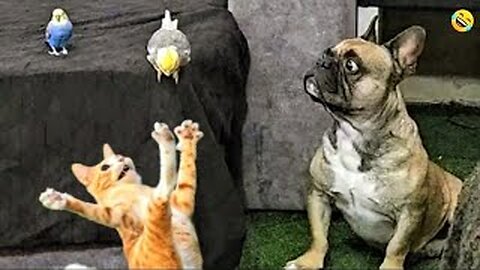 Best Of The Funny Animal Videos - New Funniest Cats And Dogs Videos #120