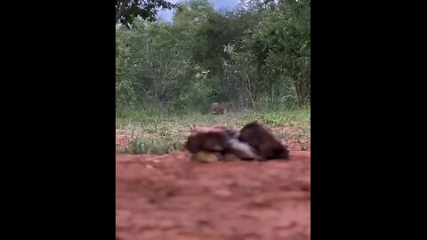 This Is How A Hungry Lion Hunts