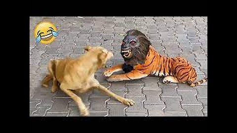 😂 Funniest Cats and Dogs Videos 😺 vs 🐶 New Funny Animals