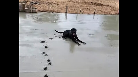 Dog Walks Through Wet Cement #funny #video