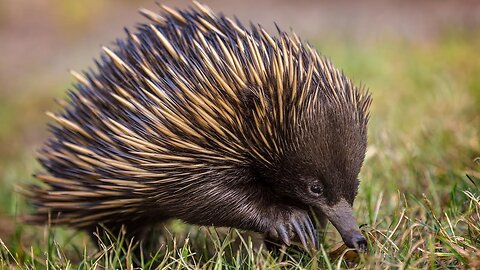 Echidna is a spiky ball full of surprises! Interesting facts about the Australian echidna.