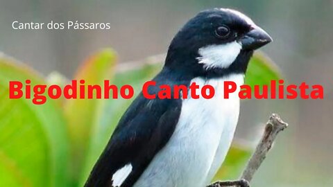 Bigodinho Canto Paulista - Lindo Canto