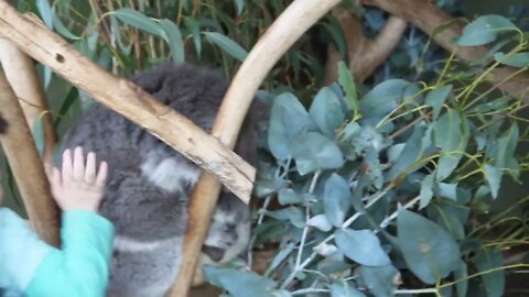 Petting koala in a sanctuary