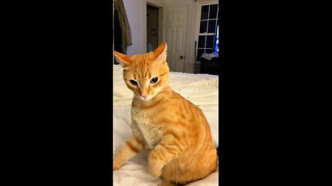 New Cats Videos 2024 😹 Funny Cat Videos − Funny Cats Part 6