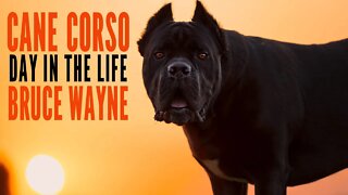 Cane Corso Day In The Life Bruce Wayne