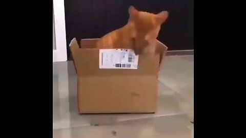 Cat box nibble