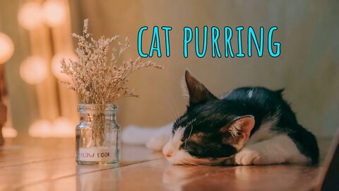 CAT PURRS 🐈 Sound Free Download Audio - 1:00 Minute