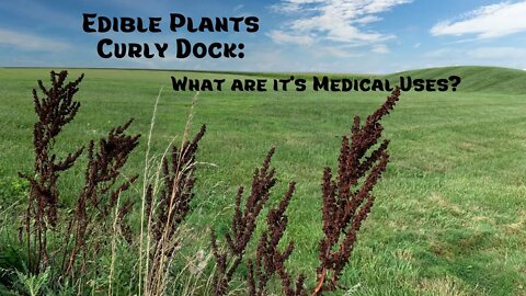 What is the Medical Usage of Curly Dock, an Edible Plant?