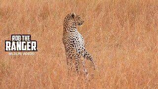 Leopard Stalks Gnu | Lalashe Maasai Mara Safari