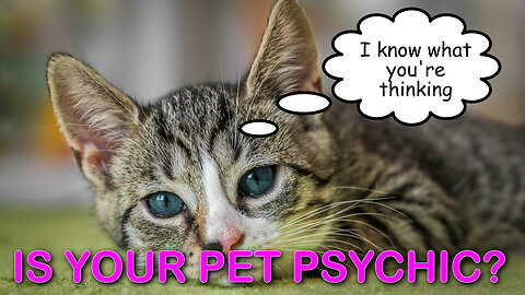 Is Your Pet/Animal Companion Psychic? Can your pet/animal companion read your mind? 🐈🐕