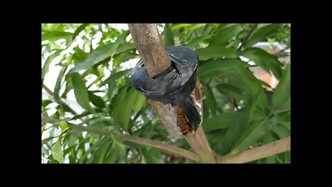 How to Air Layering Mango tree🥭Easy method to gro