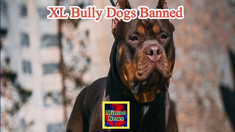 BREAKING: XL Bully dogs to be banned in England & Wales