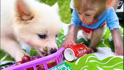 Baby monkey Bon Bon and puppy go to a picnic to eat lunch, funny animal video