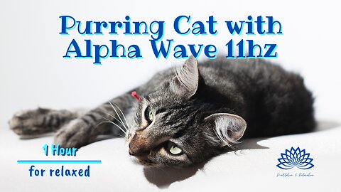 🎇 Purring Cat with Alpha Wave 11hZ 🎧🎼 for relaxed - to sleep - 1 hour