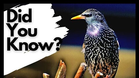 Starlings..an important info about this beautiful bird🐦 🐦;