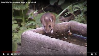 Cute little Wood-mouse drops in for a drink