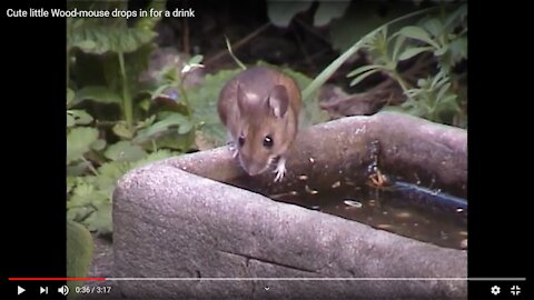 Cute little Wood-mouse drops in for a drink