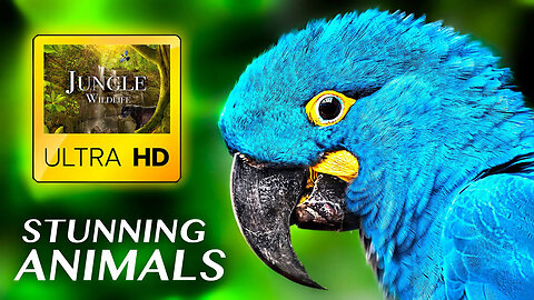 STUNNING ANIMALS in ULTRA HD - Wild Life in Jungle