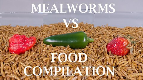 10 000 Mealworms VS food compilation